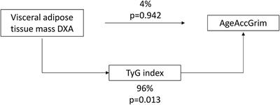 Interaction Among Sex, Aging, and Epigenetic Processes Concerning Visceral Fat, Insulin Resistance, and Dyslipidaemia